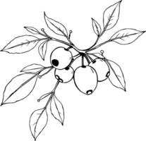 Elegant Line Drawing Of A Branch With Berries And Leaves vector