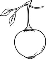 A Single Round Fruit On A Stem With Leaves vector