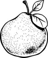 Drawing Of A Single Ripe Pear With Leaf vector
