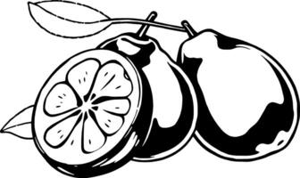 Simple Line Drawing Of Two Guavas And A Lime Slice vector