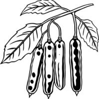 Stylized Illustration of Four Seed Pods Hanging From a Branch With Leaves vector