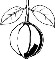Black And White Illustration Of A Single Macadamia Nut On Its Branch With Leaves vector