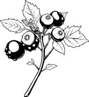 Of A Branch With Berries And Leaves vector