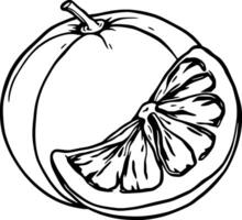 A Detailed Line Drawing Of A Whole Grapefruit And A Segment vector