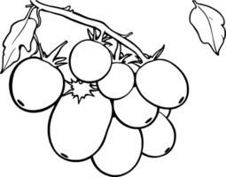 Cluster Of Ripe Tomatoes On The Vine A Simple Line Drawing vector