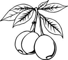 Line Art Illustration Of Three Cherries On A Branch With Leaves vector