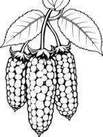 Line Art Illustration of Three Blackberries on a Branch with Leaves vector
