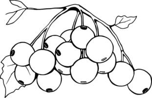 A Cluster Of Ripe Red Currants On A Branch With Leaves vector