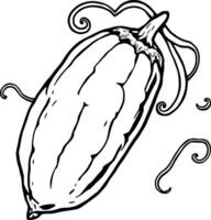 A Detailed Line Drawing Of A Single Ripe Long Pepper With Curling Vines vector