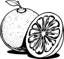 A Detailed Line Drawing Of A Whole Orange And A Sliced Segment vector