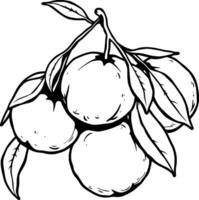 Cluster Of Ripe Oranges Hanging From Branch With Lush Leaves vector