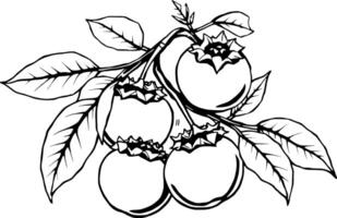 Detailed Line Drawing Of A Branch With Ripe Berries And Lush Leaves vector