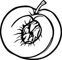 Halved Peach Illustration Detailed Line Drawing Of A Ripe Peach Showing The Pit And Stem vector