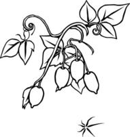 Elegant Line Art Drawing Of A Flowering Vine With Berries And Leaves vector