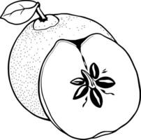 A Detailed Line Drawing Of A Halved Quince Fruit With Seeds Visible vector