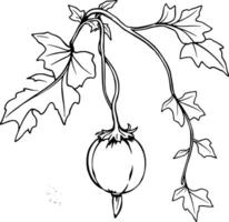 Line Drawing Of A Single Round Fruit Hanging From A Vine With Lush Leaves vector
