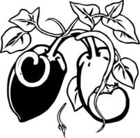 Simple Line Drawing Of Potatoes Growing On A Vine vector