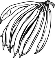 A Detailed Line Drawing Of A Bunch Of Fresh Green Beans vector