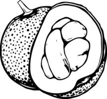 Halved Tropical Fruit Illustration Detailed Line Drawing Of A Sweet Melon With Seeds Isolated On W vector