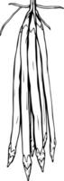 Line Art Drawing Of A Bunch Of Green Beans Hanging vector