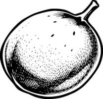 Detailed Ink Drawing Of A Single Ripe Fig Isolated On White Background vector