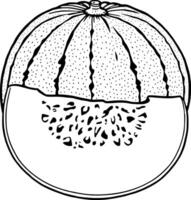 A Detailed Line Drawing Of A Halved Honeydew Melon Showing Its Seeds And Rind vector