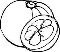 A Detailed Illustration Of A Mangosteen Fruit Whole And Halved Showing Its Unique Internal Structur vector
