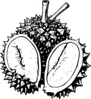 Hand-Drawn Illustration Of A Durian Fruit Open To Reveal Its Creamy Aromatic Flesh Set Against A C vector