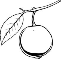 Single Pale Yellow Fruit Hanging From Branch With Leaf vector