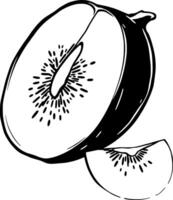 Halved Kiwi Fruit Illustration A Detailed Black And White Drawing Of A Sliced Kiwi Showing Its Seed vector