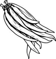 A Hand-Drawn Illustration Of A Bunch Of Fresh Green Beans vector