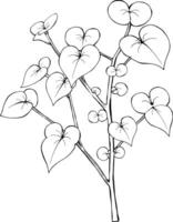 Detailed Line Drawing Of A Branch With Heart-Shaped Leaves And Small Buds vector