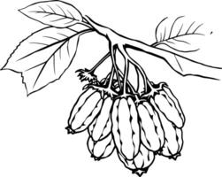 Line Art Illustration Of A Branch With A Cluster Of Elongated Fruits And Leaves vector