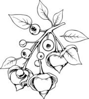 Elegant Line Drawing Of A Branch With Berries And Flowers vector