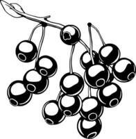 Black And White Illustration Of A Bunch Of Ripe Berries Hanging From A Branch With Leaves vector