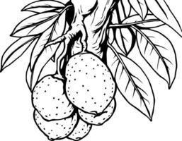 Cluster Of Ripe Oranges Hanging From A Branch With Lush Green Leaves vector