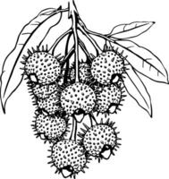 Detailed Line Drawing Of A Cluster Of Spiky Rambutan-Like Fruits Hanging From A Branch With Leaves vector