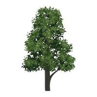 Big tree isolated on white background. Landscape object for outdoor graphic, architecture drawing, elements for environment and gardening. illustration. vector