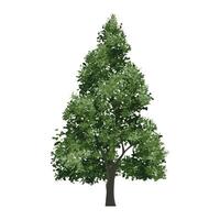 Big tree isolated on white background. Landscape object for outdoor graphic, architecture drawing, elements for environment and gardening. vector