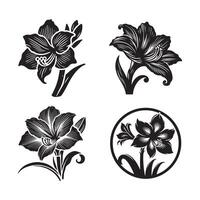 Amaryllis Black Silhouette for Web vector