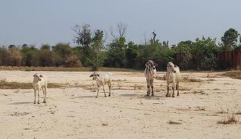 Cattle Herd Standing on Dry Sandy Open Field photo