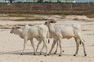 Young Cows Strolling Together on Sandy Ground photo