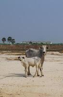 Cattle Standing Calmly on Sunlit Sandy Ground photo