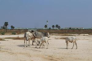 Cows and Calves Resting Under Clear Blue Sky photo