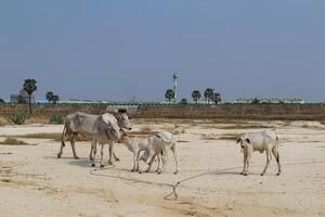 Cattle Family Grazing Peacefully on Sandy Open Field photo