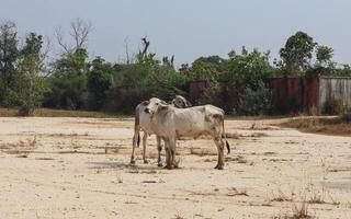 Cows Showing Affection in a Dry Sandy Field photo