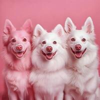 Three white dogs are smiling in front of a pink background photo