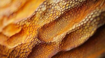 A close up of a mushroom with a yellow and brown color photo