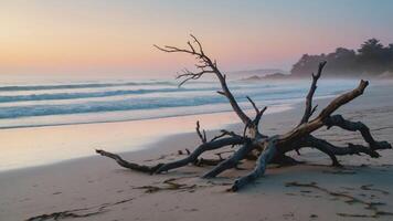 A serene beach scene at sunset with a weathered driftwood branch on the shore. photo