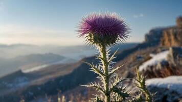 A close-up of a purple thistle flower against a scenic mountainous landscape. photo